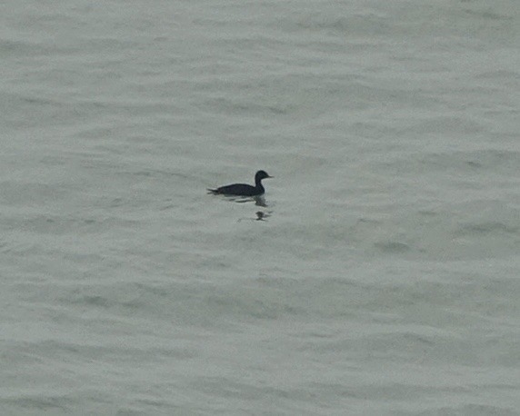 scoter